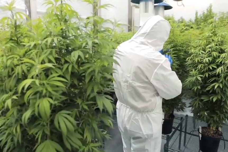 Man in white suite with blue plastic gloves inspects metre-high green cannabis plants in facility.