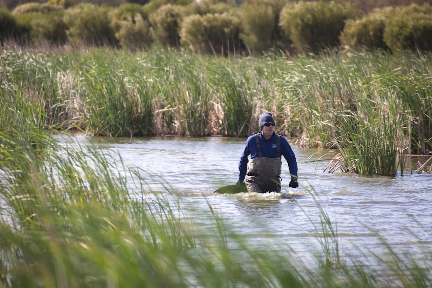 A man in waders strides through thigh deep open water, surrounded by reeds and bushes int eh background.