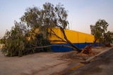 A roadside tree has dislodged from its roots in the ground, and is resting on a bright yellow shed