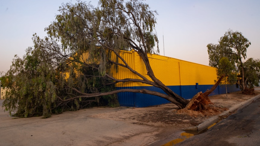 A roadside tree has dislodged from its roots in the ground, and is resting on a bright yellow shed