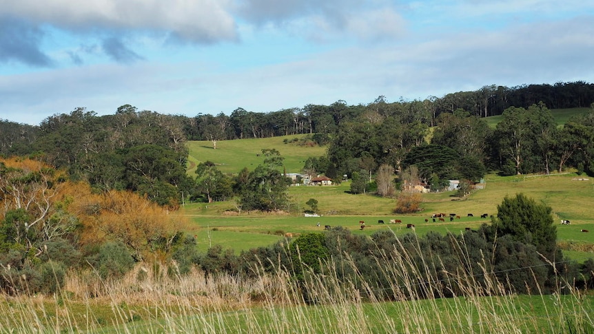 Green hills, trees, a farmhouse and cows.