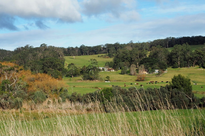 Green hills, trees, a farmhouse and cows.