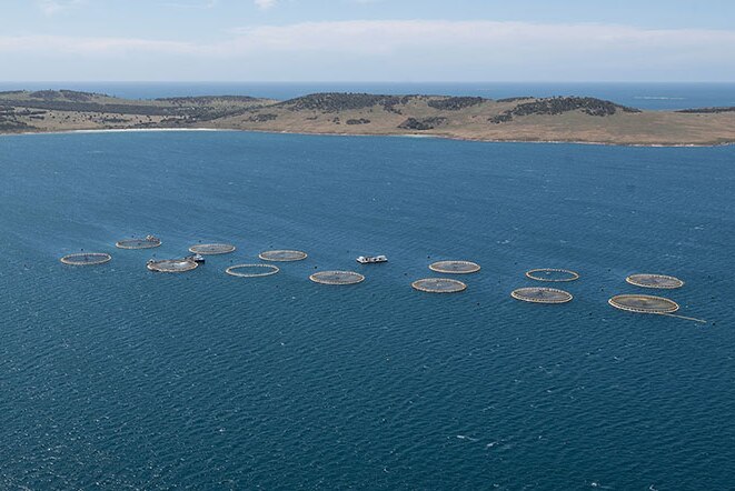 A helicopter shot of a kingfish farm in a bay with hills in background.