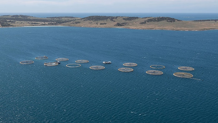 A helicopter shot of a kingfish farm in a bay with hills in background.