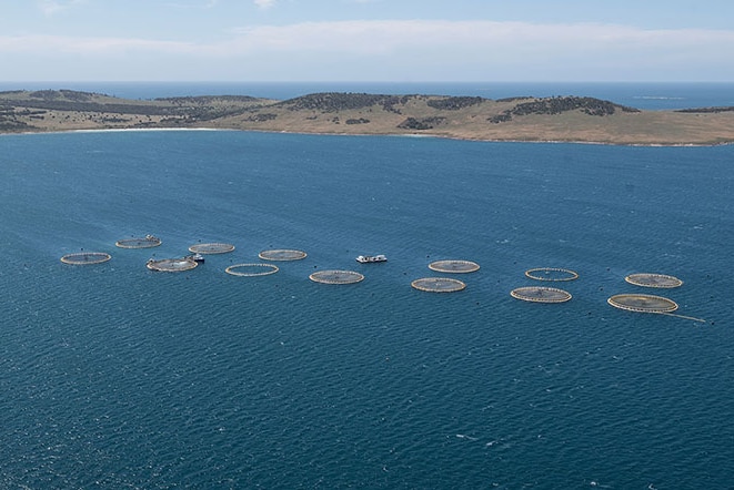 A helicopter shot of a kingfish farm in a bay with hills in background.