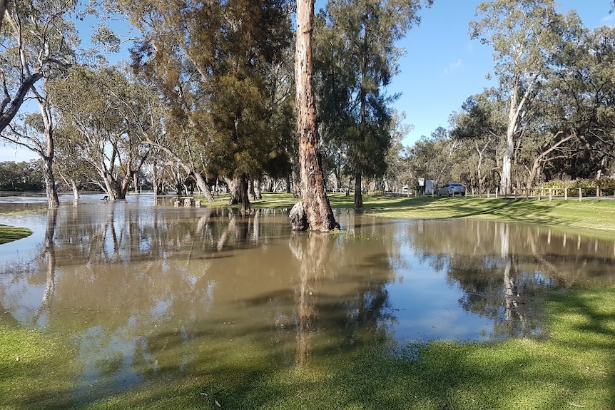 Water flowing from the River Murray onto the floodplains, with trees and green grass nearby
