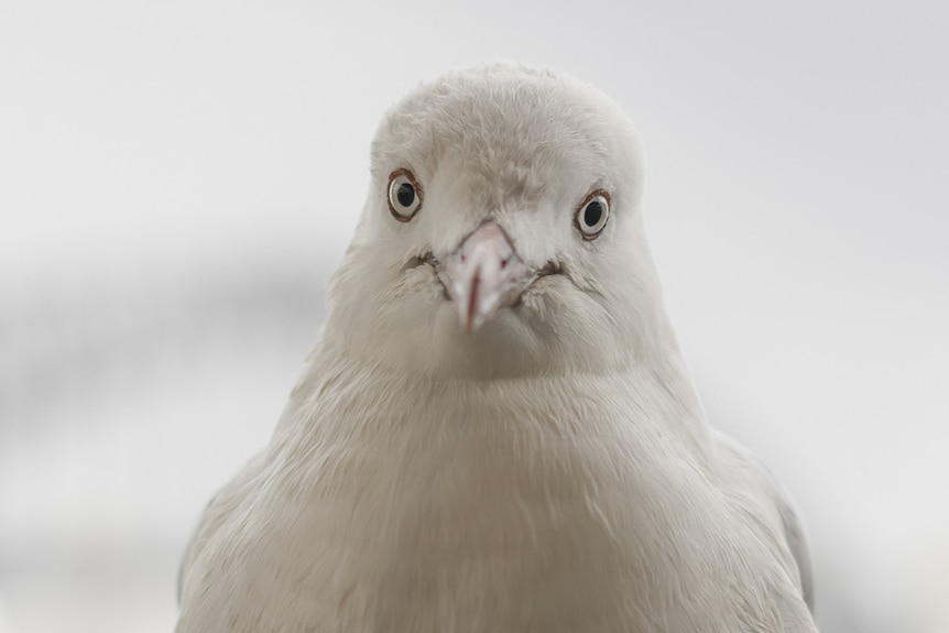 A head portrait of a seagull.