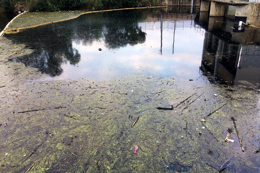 Algae and debris float in the River Torrens.