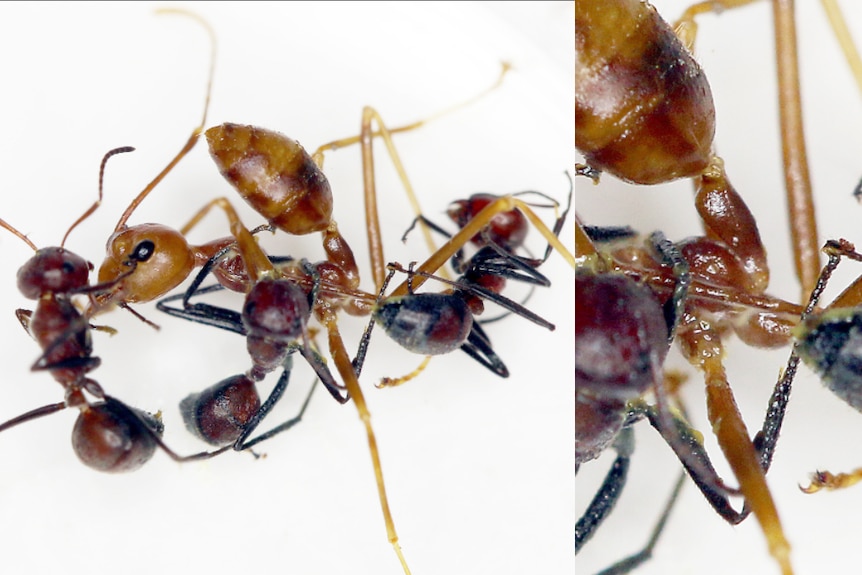 Three ants attack an enemy ant.