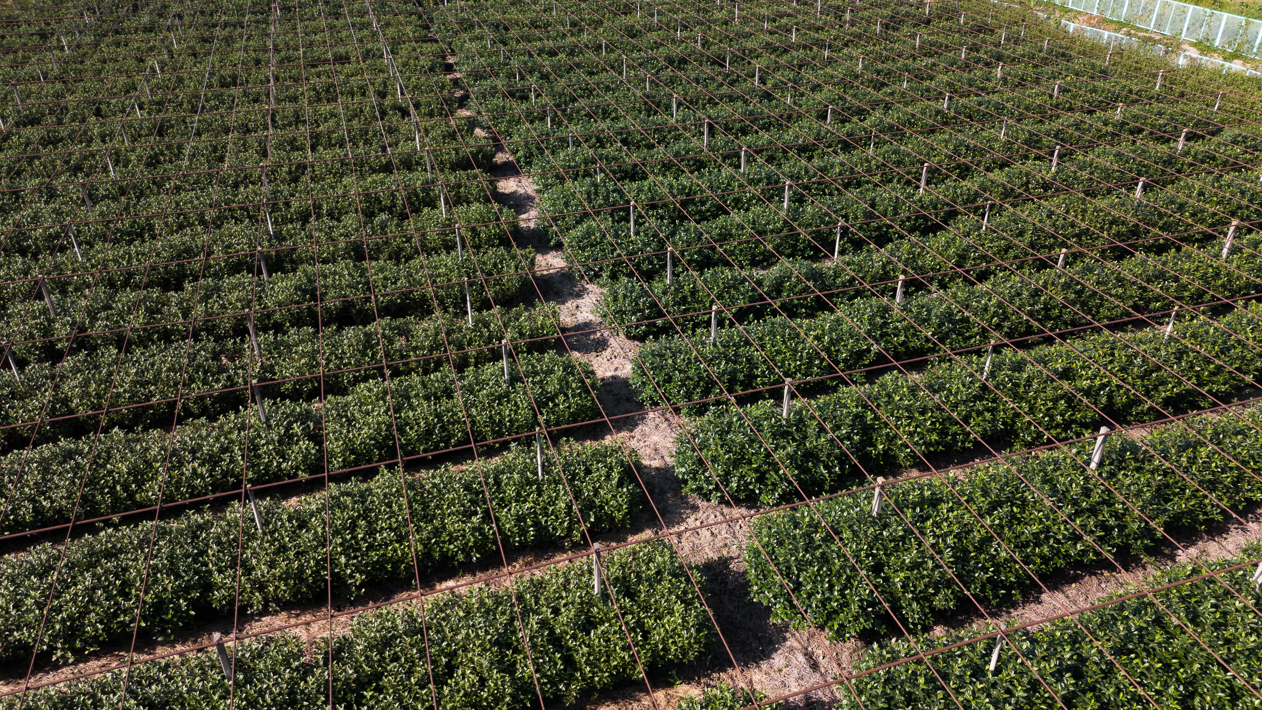 Uma vista aérea de uma fazenda matcha no Japão.