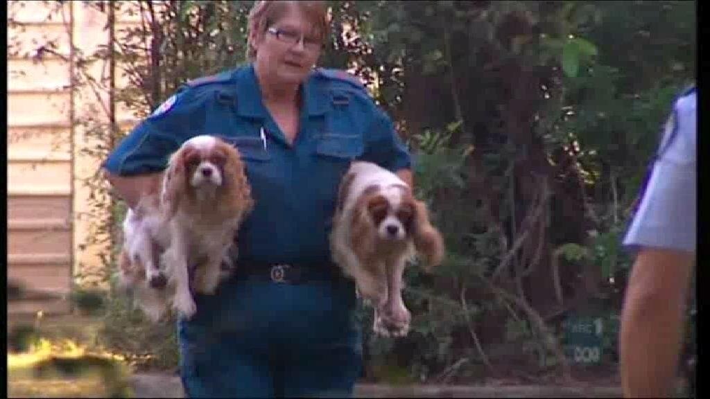 14 dogs killed, woman injured in house fire - ABC News