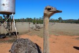 Ostriches have become a drawcard for visitors to Esk in south-east Queensland.