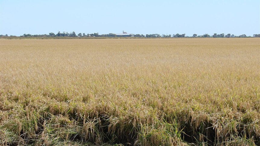 Rice crop ready to harvest