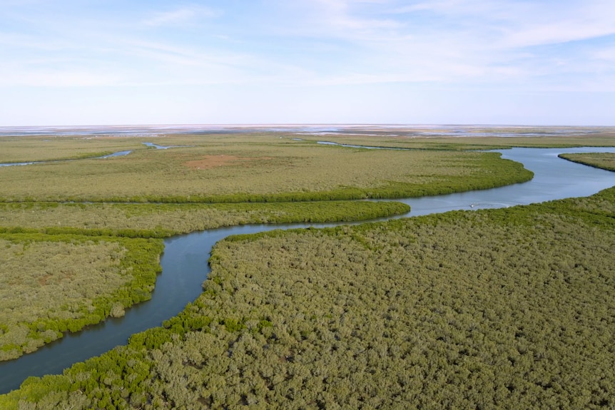 Aerial view of lush populous mangrove trees and snaking blue estuary with blue sky with some clouds in background.