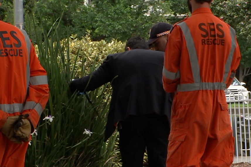 A man in a suit picks up a large knife from a bush in a park, as a man in an orange SES uniform watches on.