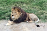 Zuri the lion