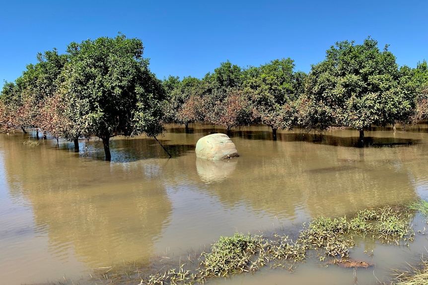 A flooded macadamia plantation with a silage bale sitting in water.