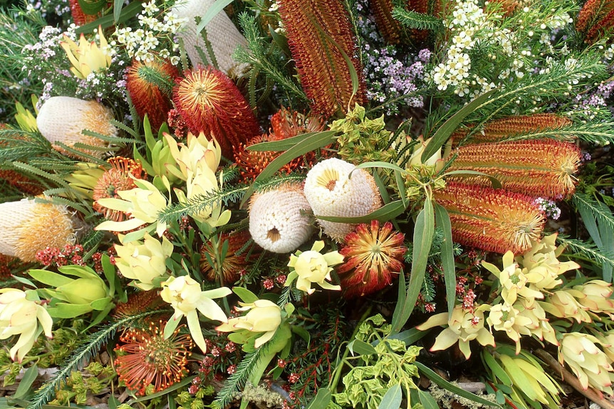 A bunch of mixed native Australian flowers