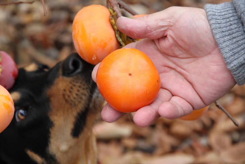 Dog eating persimmon