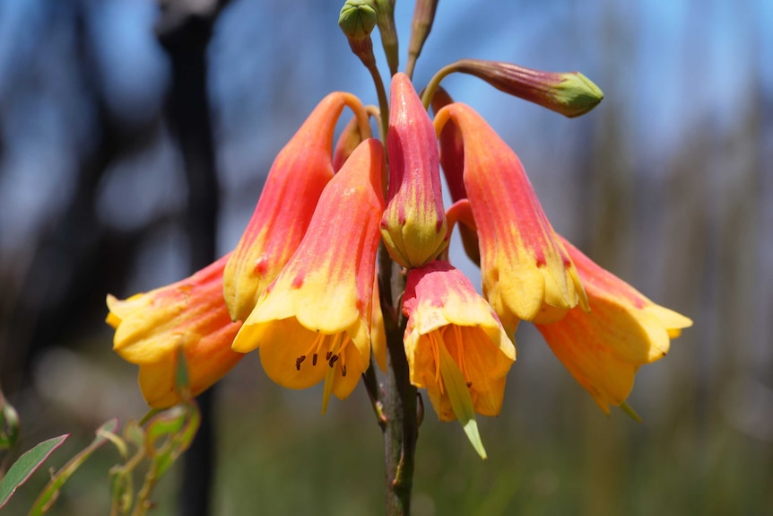 Red and yellow flowers, growing from a single stem.