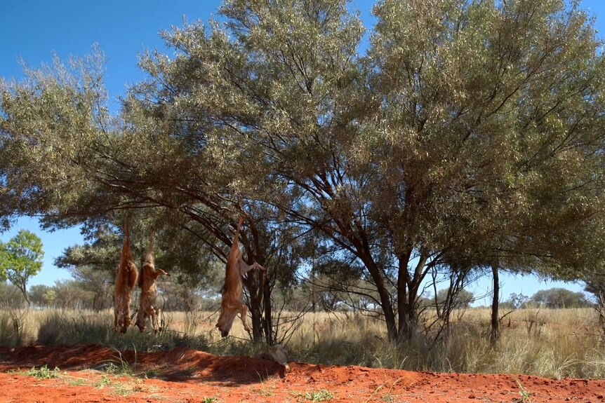 Three dead dingoes hanging from a tree