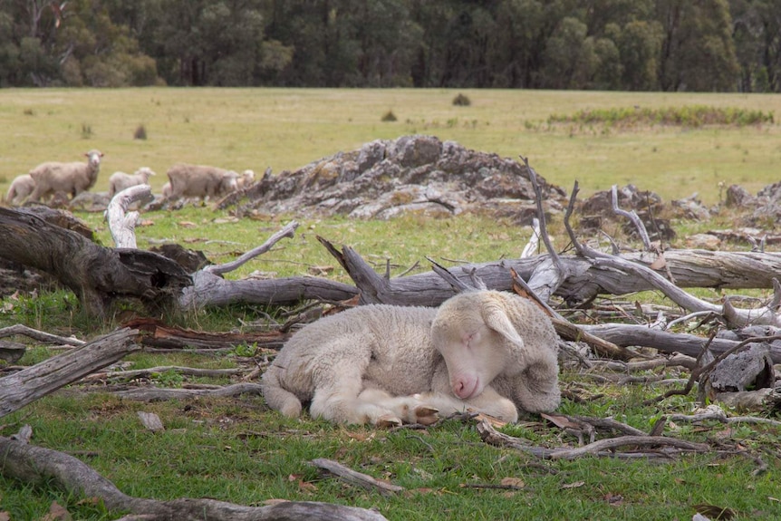 A sleeping lamb in a paddock with fallen tree limbs and other sheep and rocks in the background