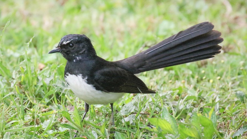 Willy wagtail.