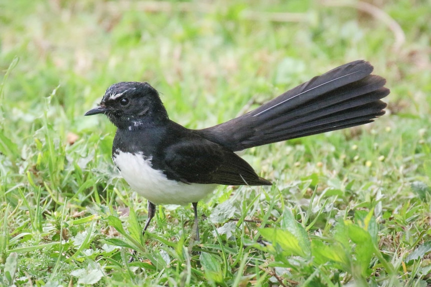 A small black and white bird, with long tail feathers, standing on grass.