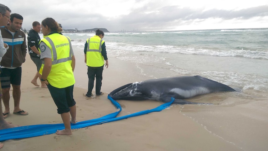 Whale dies after beaching itself