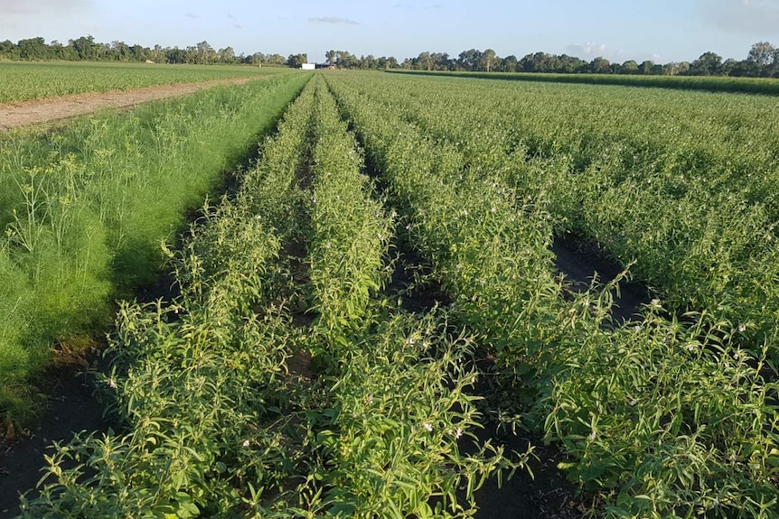 paddock of spice crops