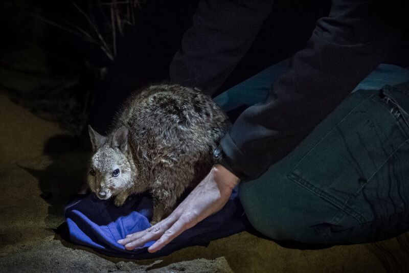 A Banded-Hare wallaby at night