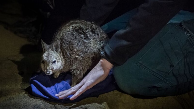 A Banded-Hare wallaby at night