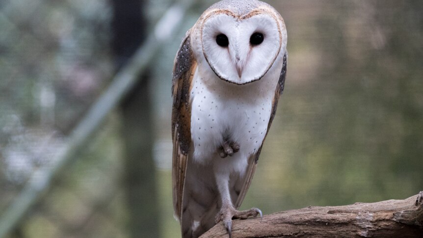 An owl juvenile stands on one leg