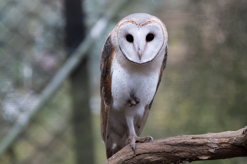 An owl juvenile stands on one leg
