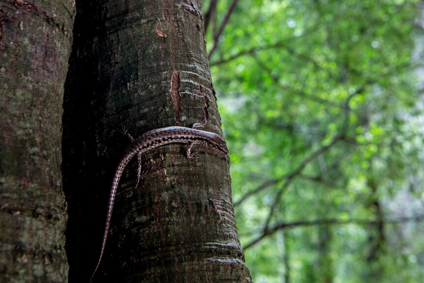 A small skink sits on a tree trunk.