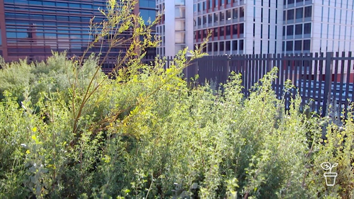Australian native plants growing on a high-rise rooftop
