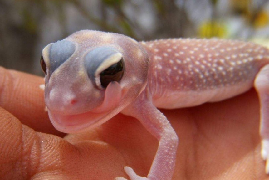 A juvenile knob-tailed gecko.