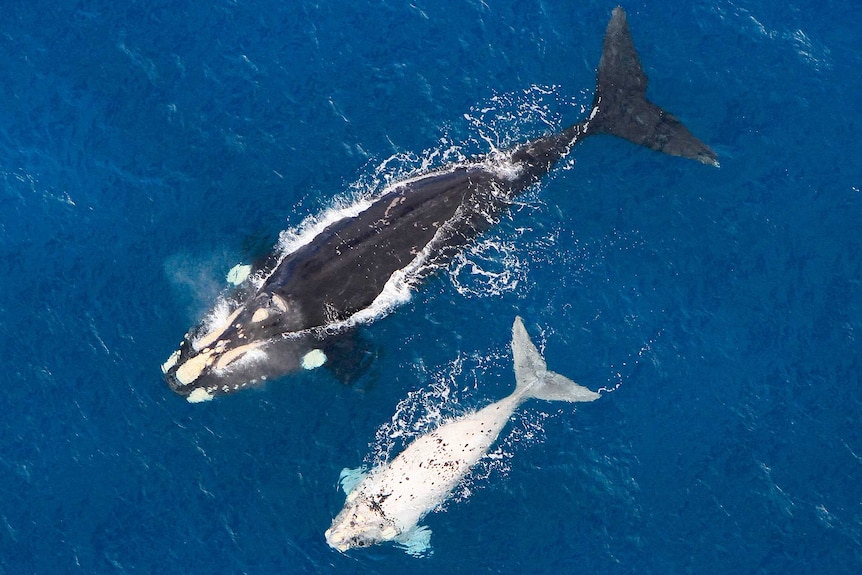 An aerial photo of a whale and its white calf.