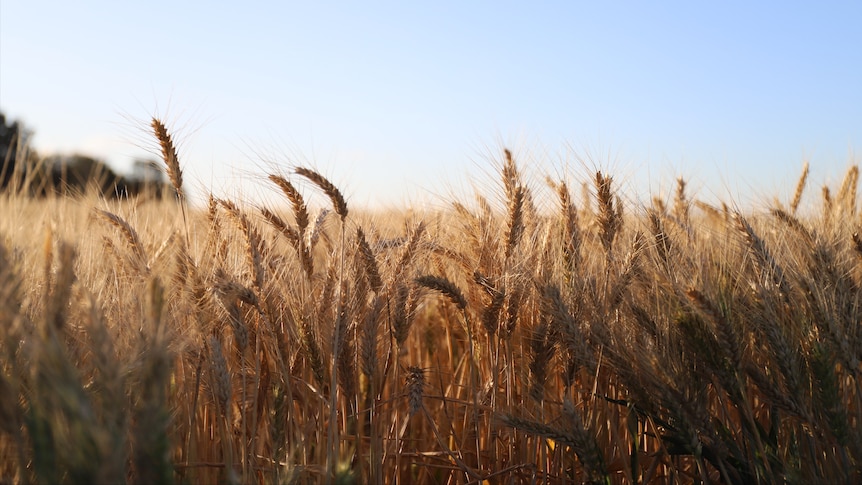a mid shot of stalks of wheat in the foreground with a blurred field and sky in the background