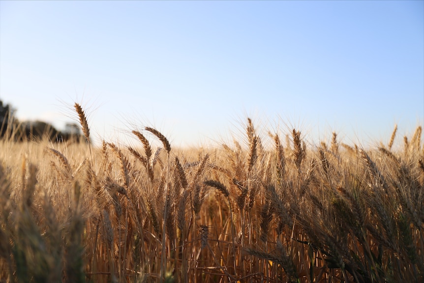 a mid shot of stalks of wheat in the foreground with a blurred field and sky in the background