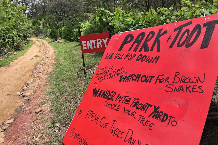 a big red sign labelled "park and toot, we'll pop down, watch out for brown snakes" sits at the entrance of the xmas tree farm