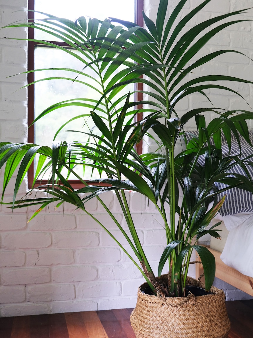 Kentia palm (Howea forsteriana) is an natuive Australian indoor plant