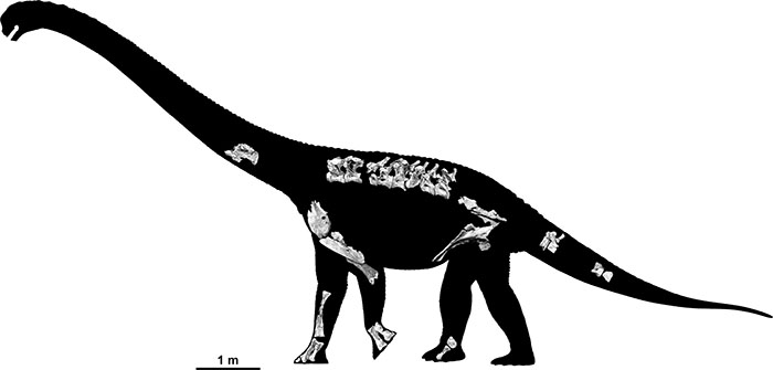 Savannasaurus elliottorum illustration showing position of bones