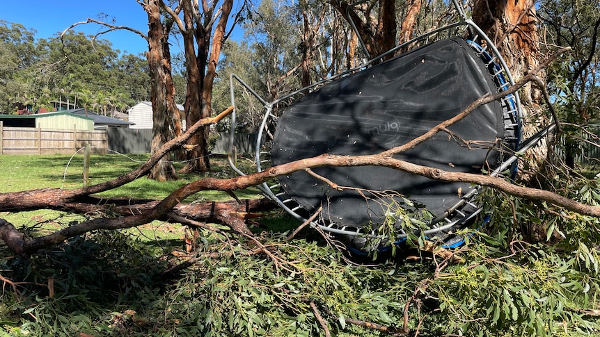 An upended trampoline lies amid the branches of a large tree that has been felled by a storm.