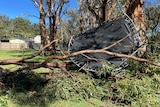 An upended trampoline lies amid the branches of a large tree that has been felled by a storm.
