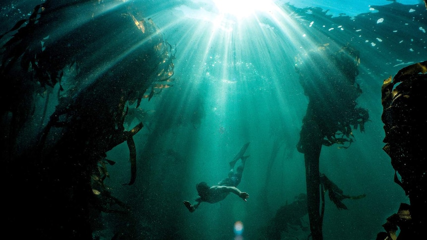 Ross Frylinck is several metres under the surface swimming through a Cape Town kelp forest.