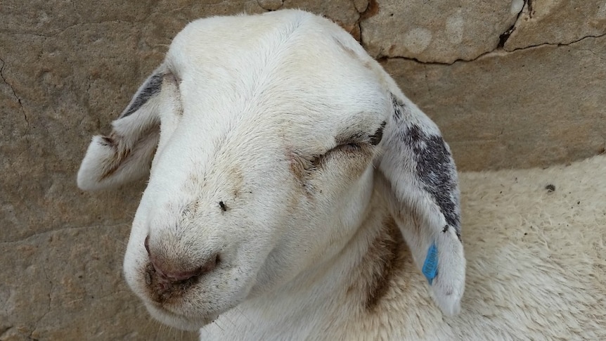 Close up of a sheep with puffy eyes and droopy ears from photosensitivity from eating toxic grasses