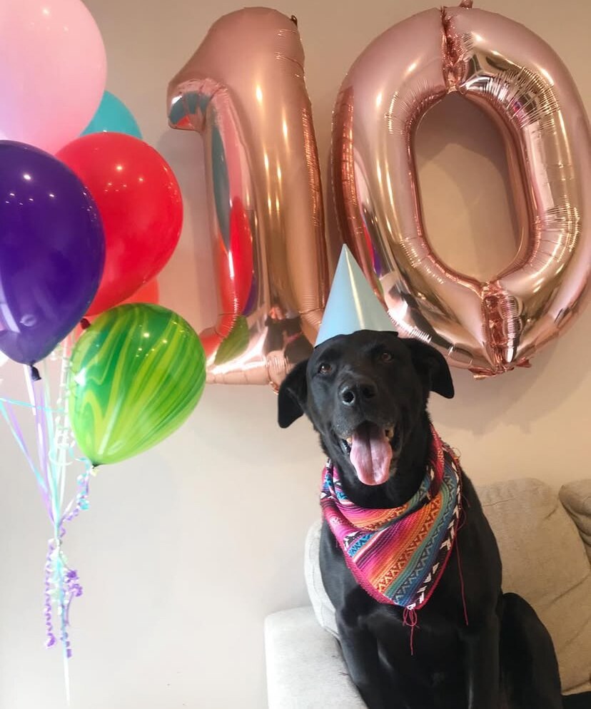A black lab wearing a party hat and bandana pants with balloons behind him.