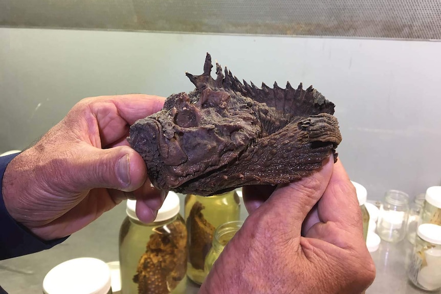 Scientist holds stonefish specimen at Queensland Museum in Brisbane