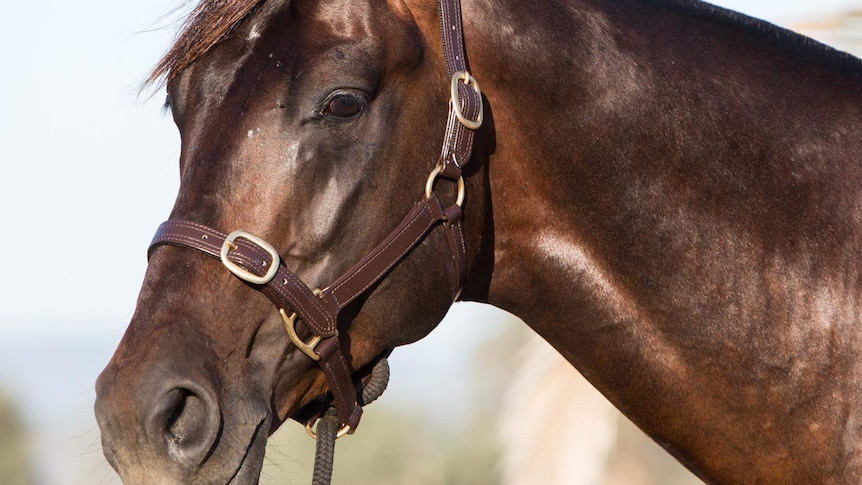 A close up image of champion stockhorse The Wolf of Wall Street